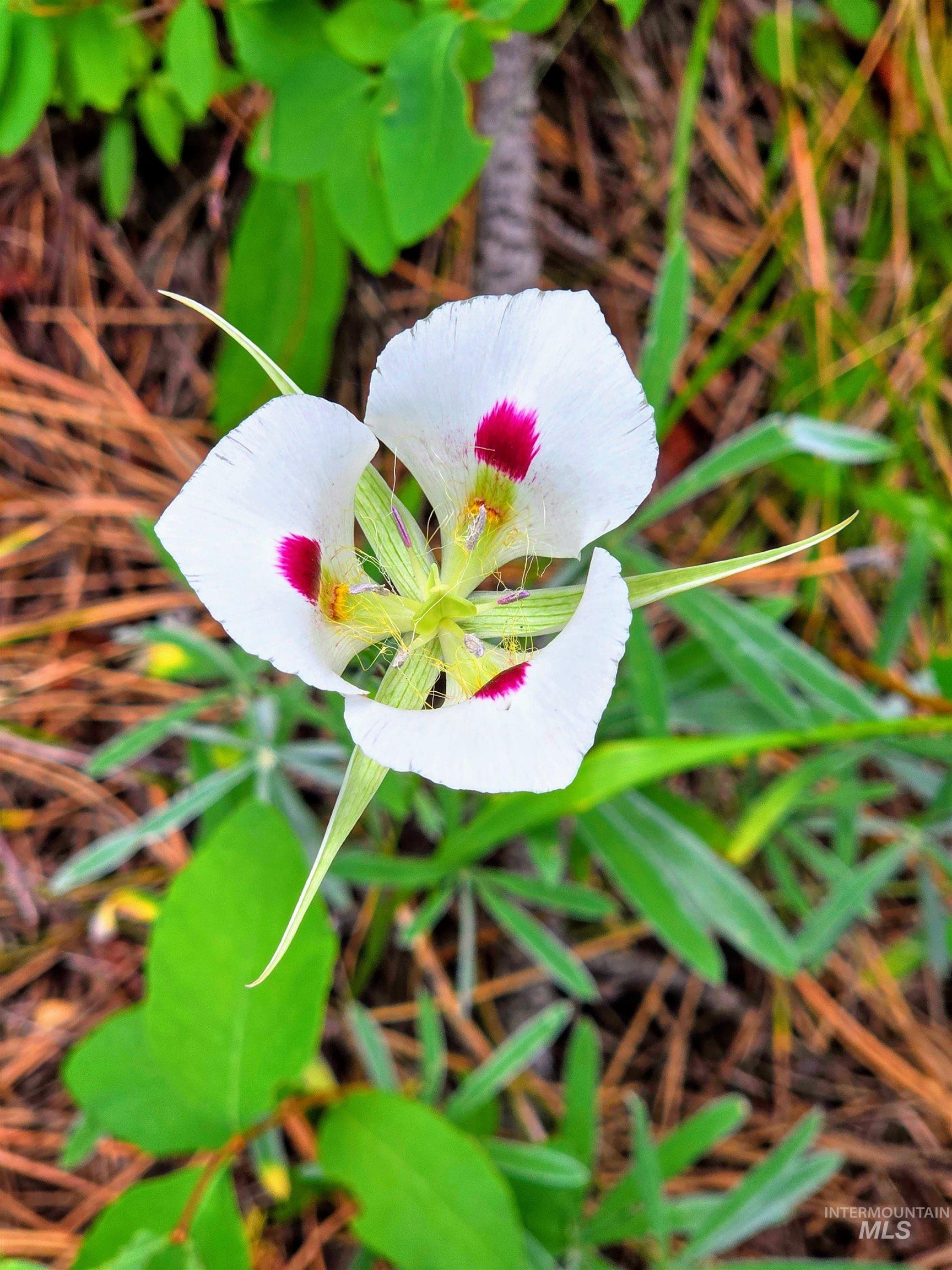 110 Lantern Way Cascade, ID 83611 - Photo 20 of 32 Exterior view