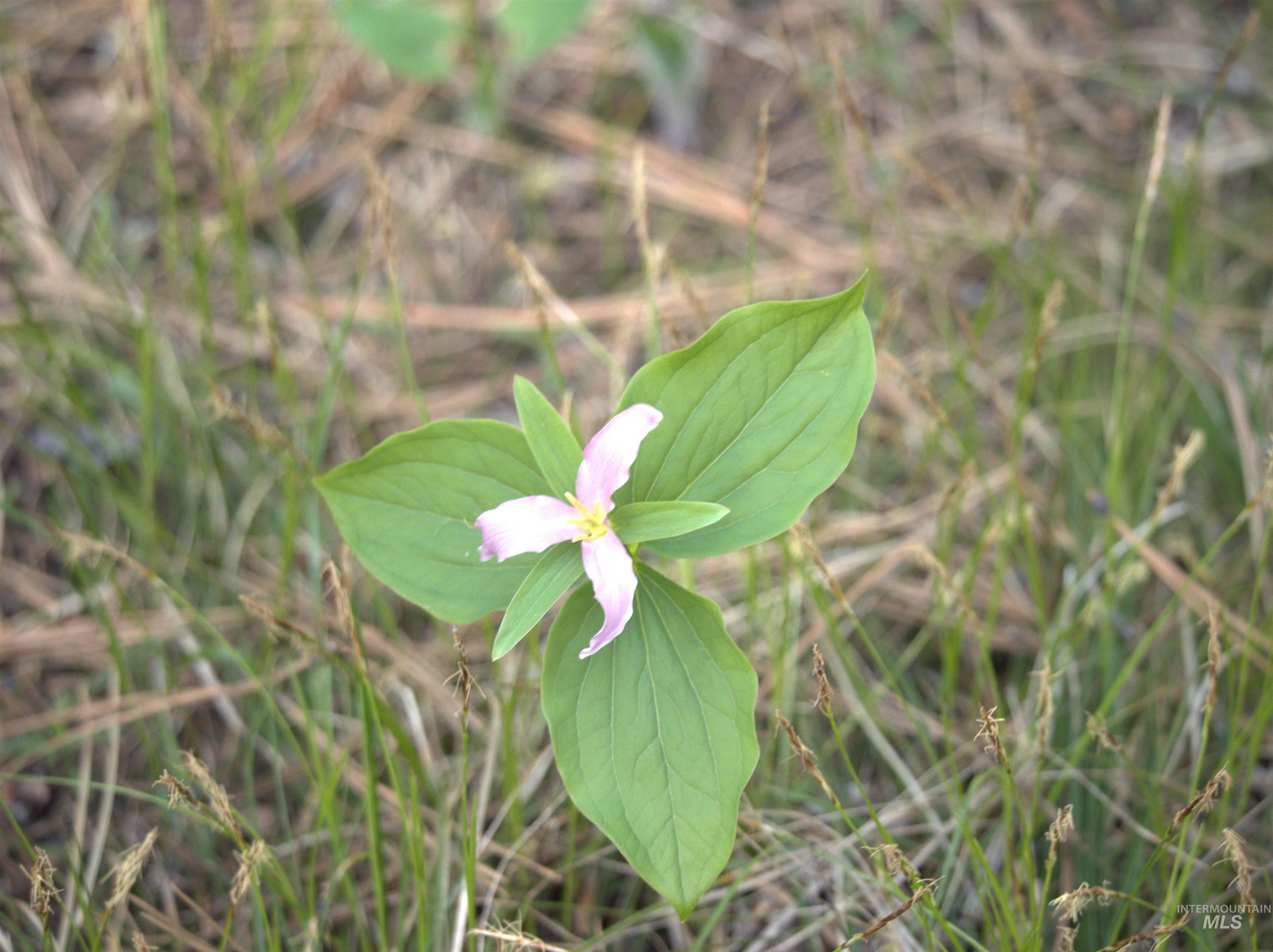 110 Lantern Way Cascade, ID 83611 - Photo 21 of 32 Exterior view
