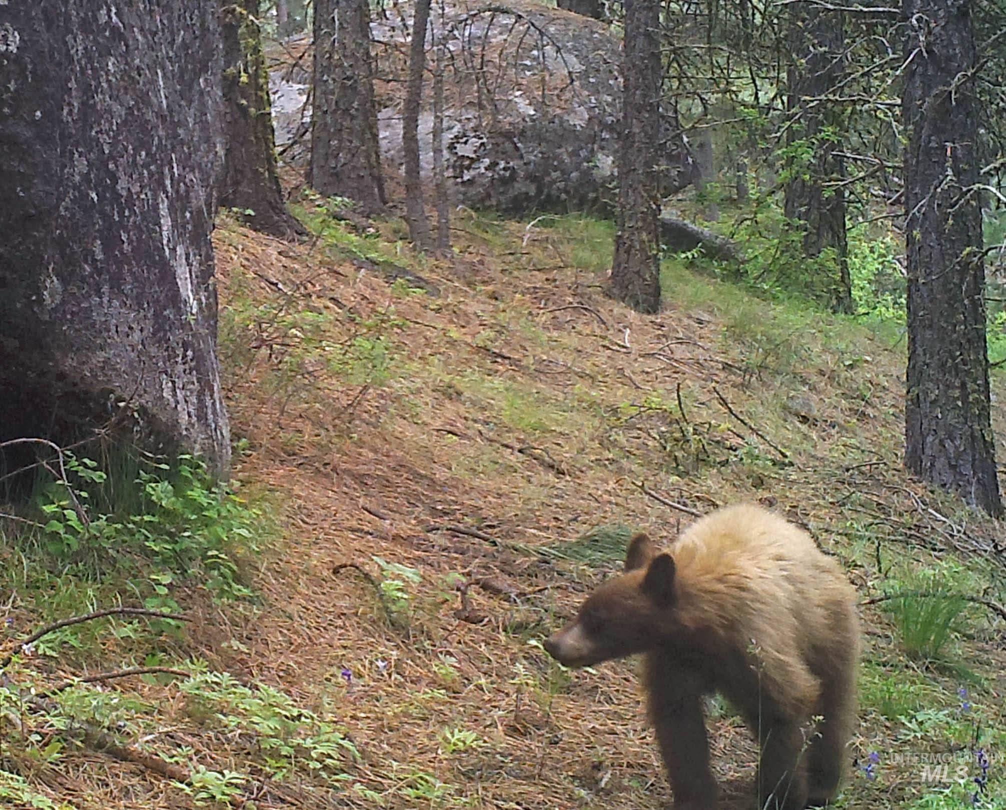 110 Lantern Way Cascade, ID 83611 - Photo 22 of 32 View of local wilderness