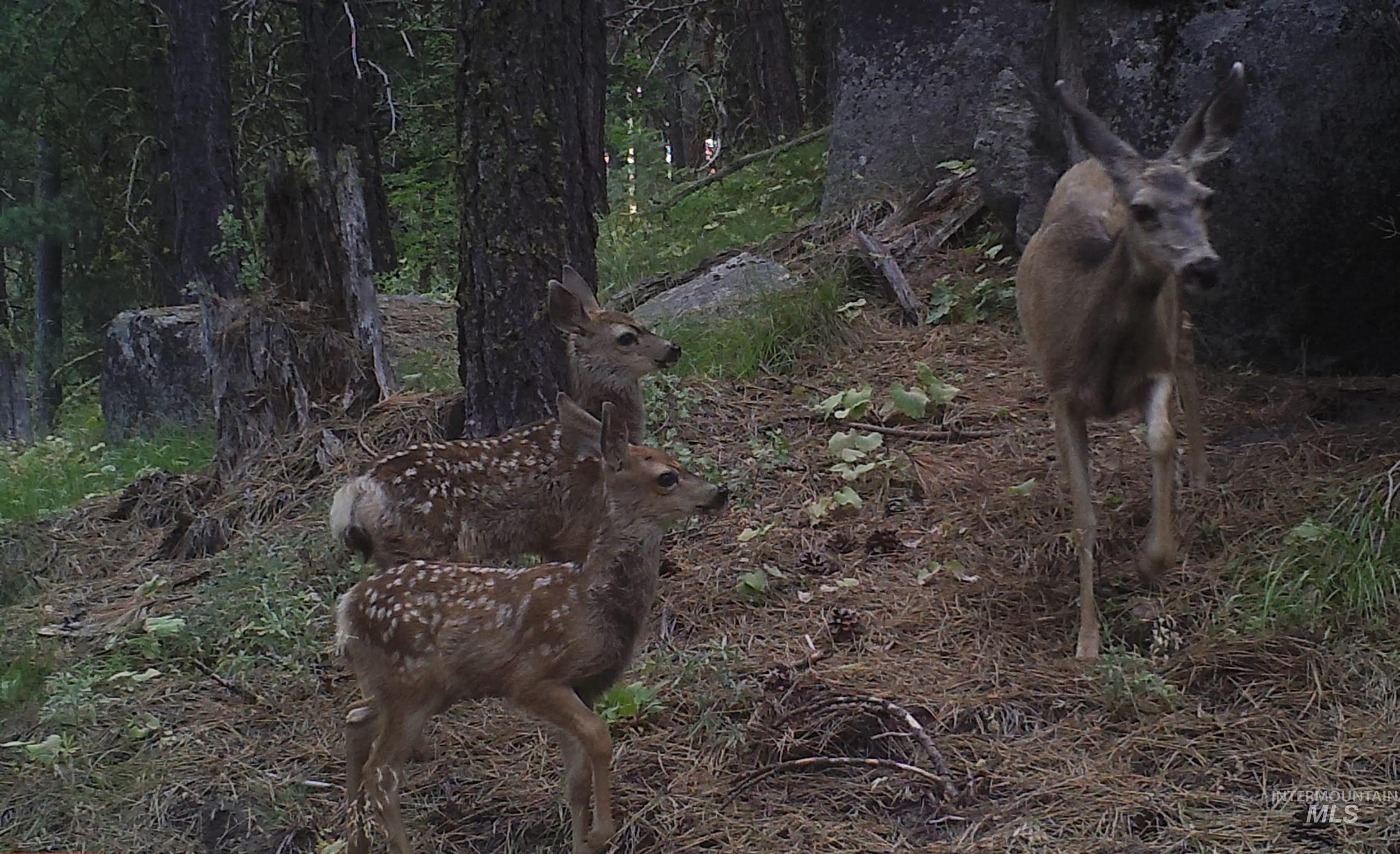 110 Lantern Way Cascade, ID 83611 - Photo 25 of 32 View of undeveloped land