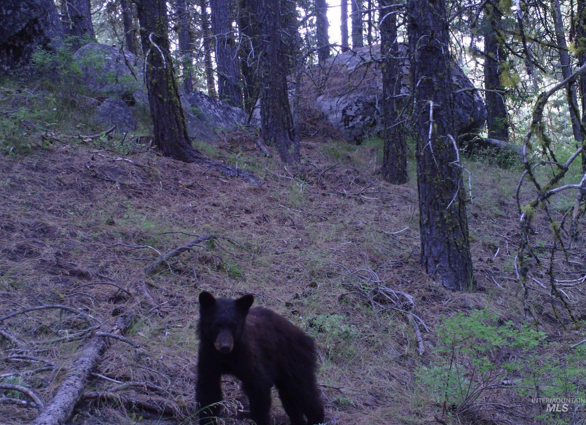 110 Lantern Way Cascade, ID 83611 - Photo 27 of 32 View of nature