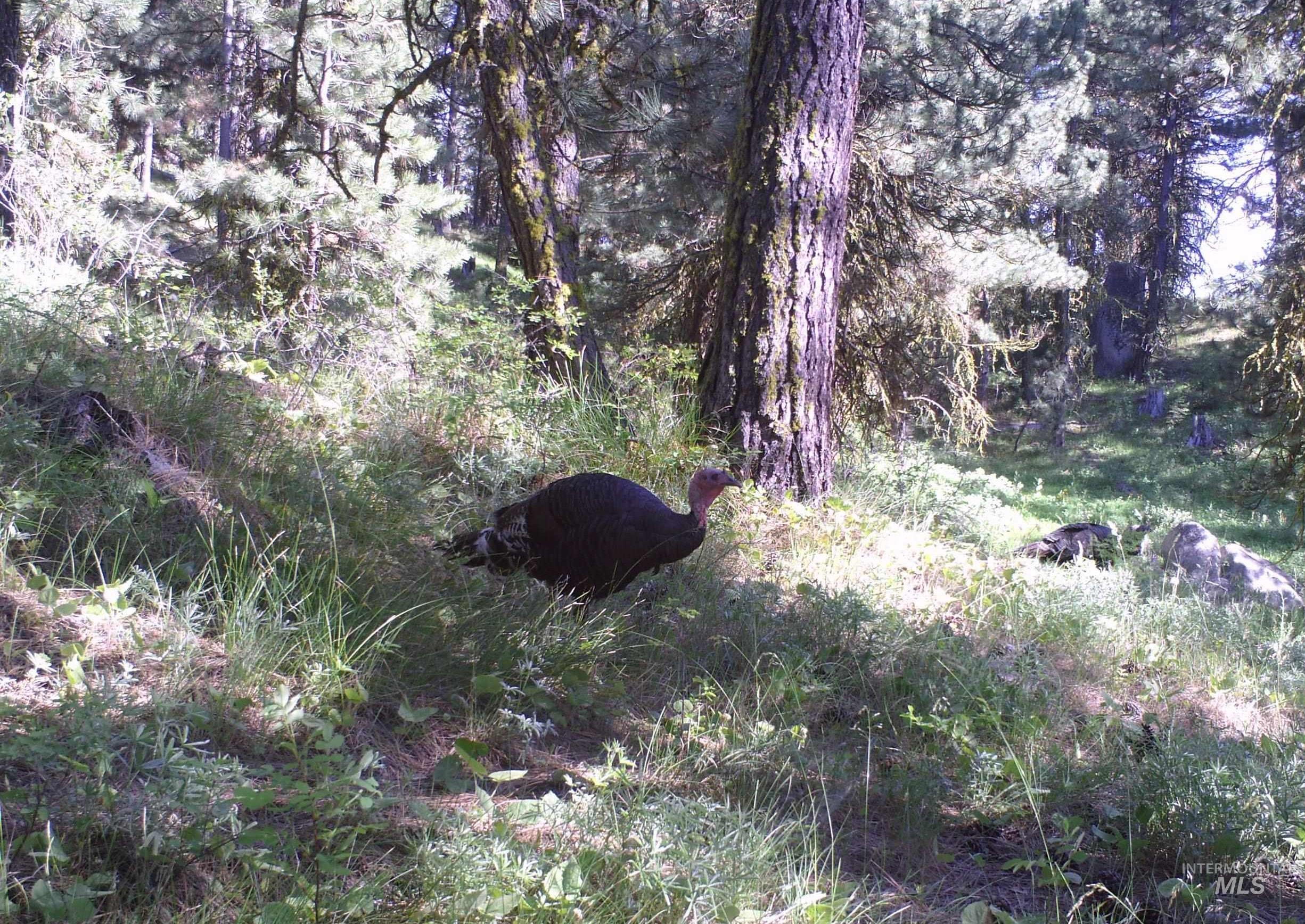 110 Lantern Way Cascade, ID 83611 - Photo 29 of 32 View of undeveloped land