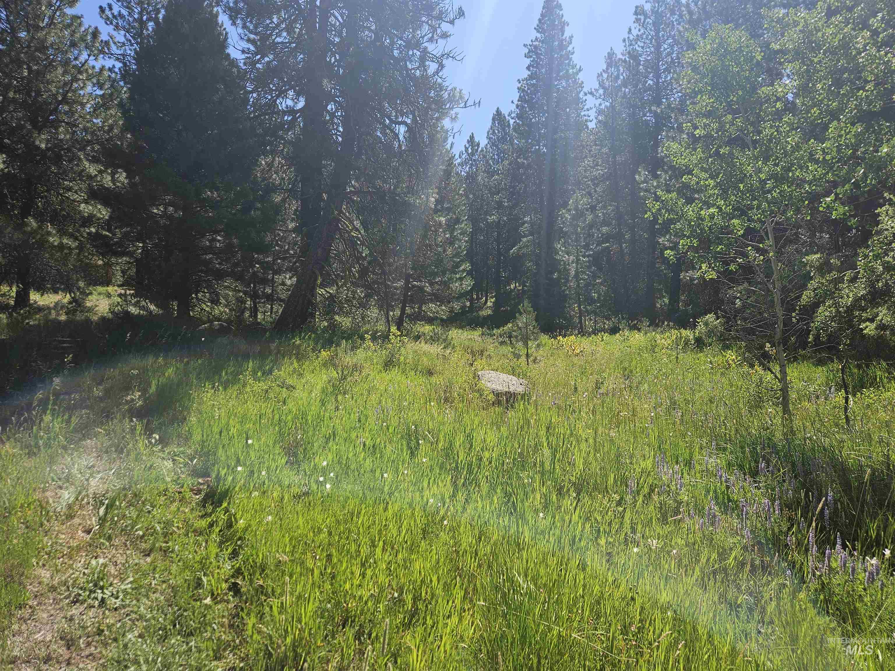 110 Lantern Way Cascade, ID 83611 - Photo 10 of 32 View of tree filled area