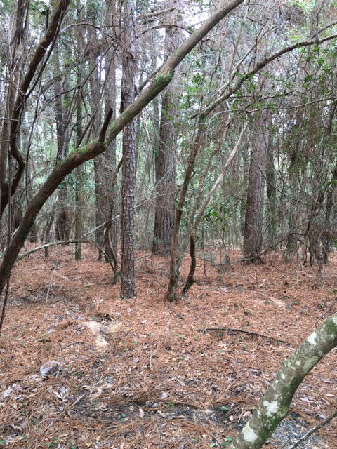 Tbd Tbd Crowder Chapel Road Crestview, FL 32539 - Photo 1 of 2 a view of trees and tree