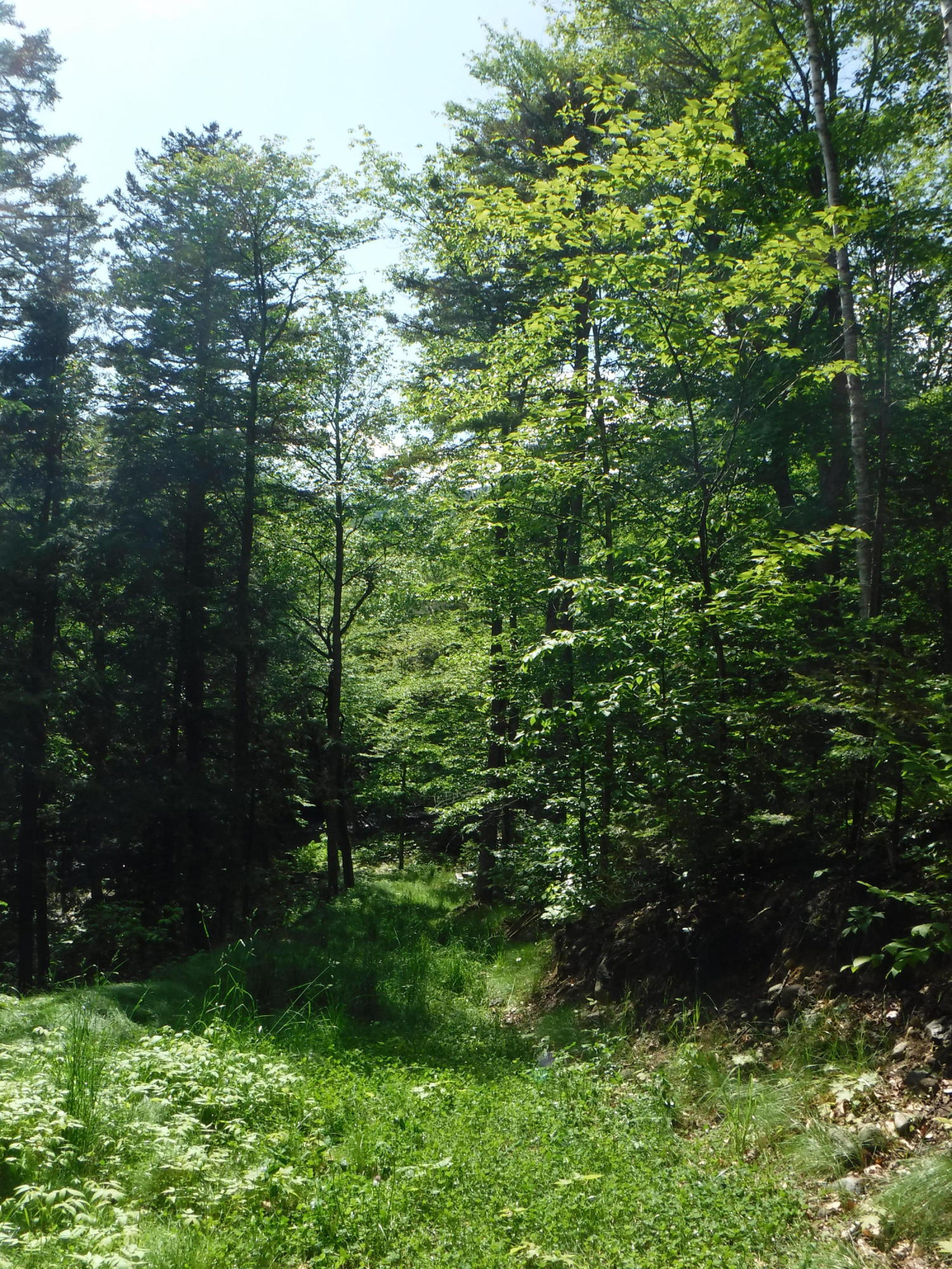 1252 South Arm Road Andover, ME 04216 - Photo 22 of 36 DSCF8323