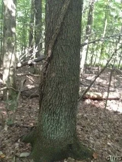 $1,150,000 | 317 Cummings Road, Sandy Creek, NY 13142