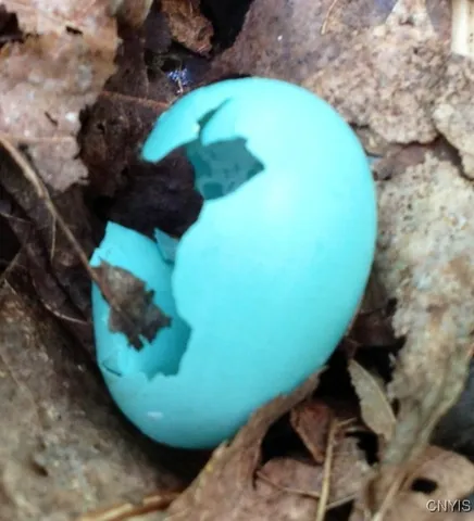 $1,150,000 | 317 Cummings Road, Sandy Creek, NY 13142