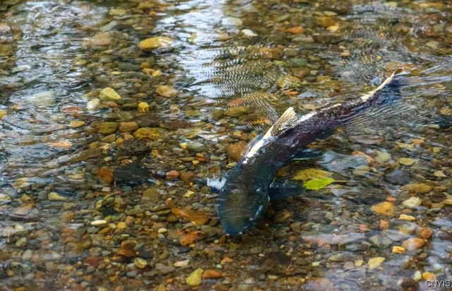 $1,150,000 | 317 Cummings Road, Sandy Creek, NY 13142