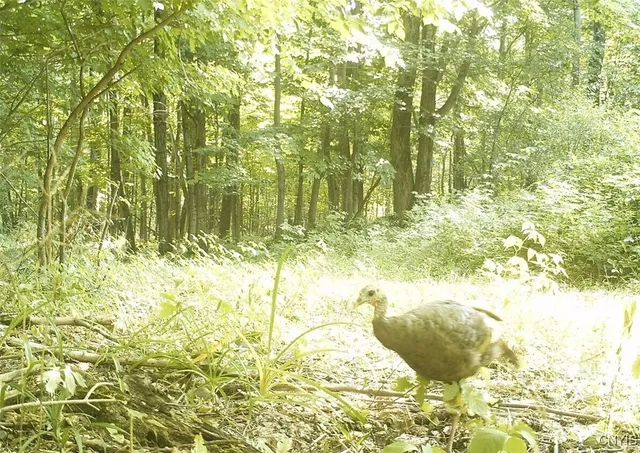 $1,150,000 | 317 Cummings Road, Sandy Creek, NY 13142