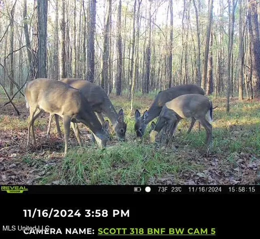 $465,000 | 2 Forest Service Road 562, Pulaski, MS 39152