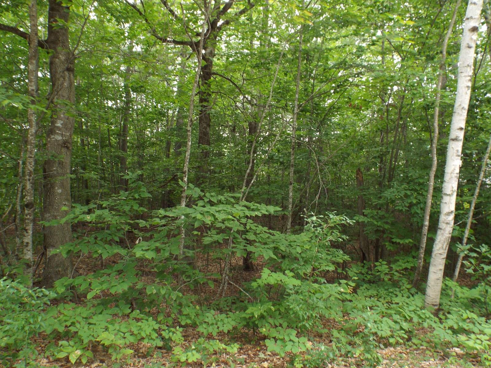 10 Harrison Heights Road Harrison, ME 04040 - Photo 2 of 38 DSCF6781_1600x1200