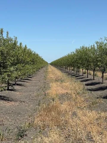 a view of a yard with a tree