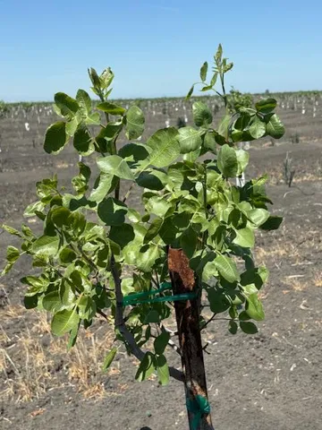 a plant with lots of trees
