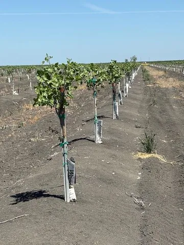 a view of a dry yard with wooden fence