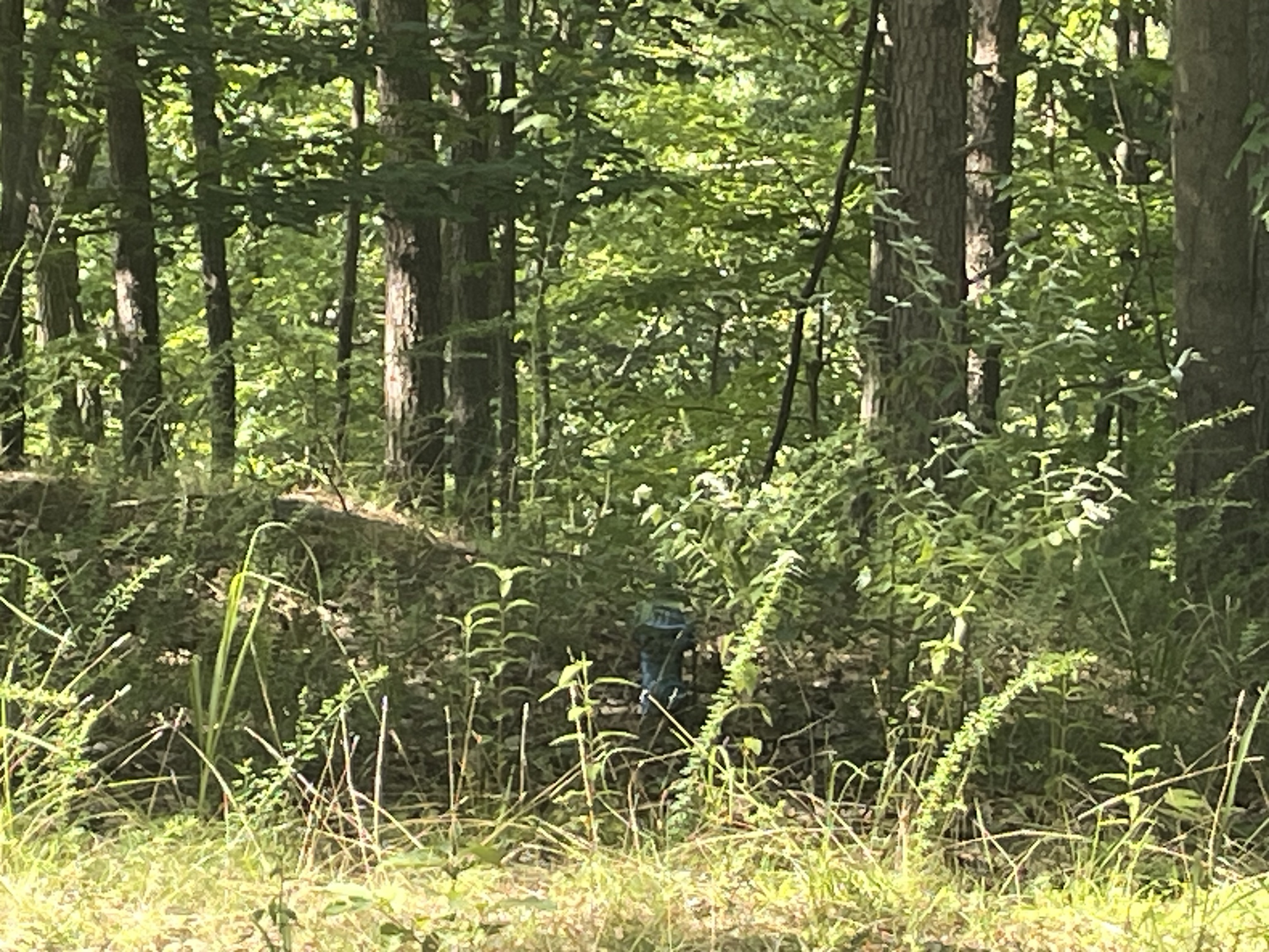 254 Oxford Circle Ranger, GA 30734 - Photo 2 of 10 a view of a yard with plants