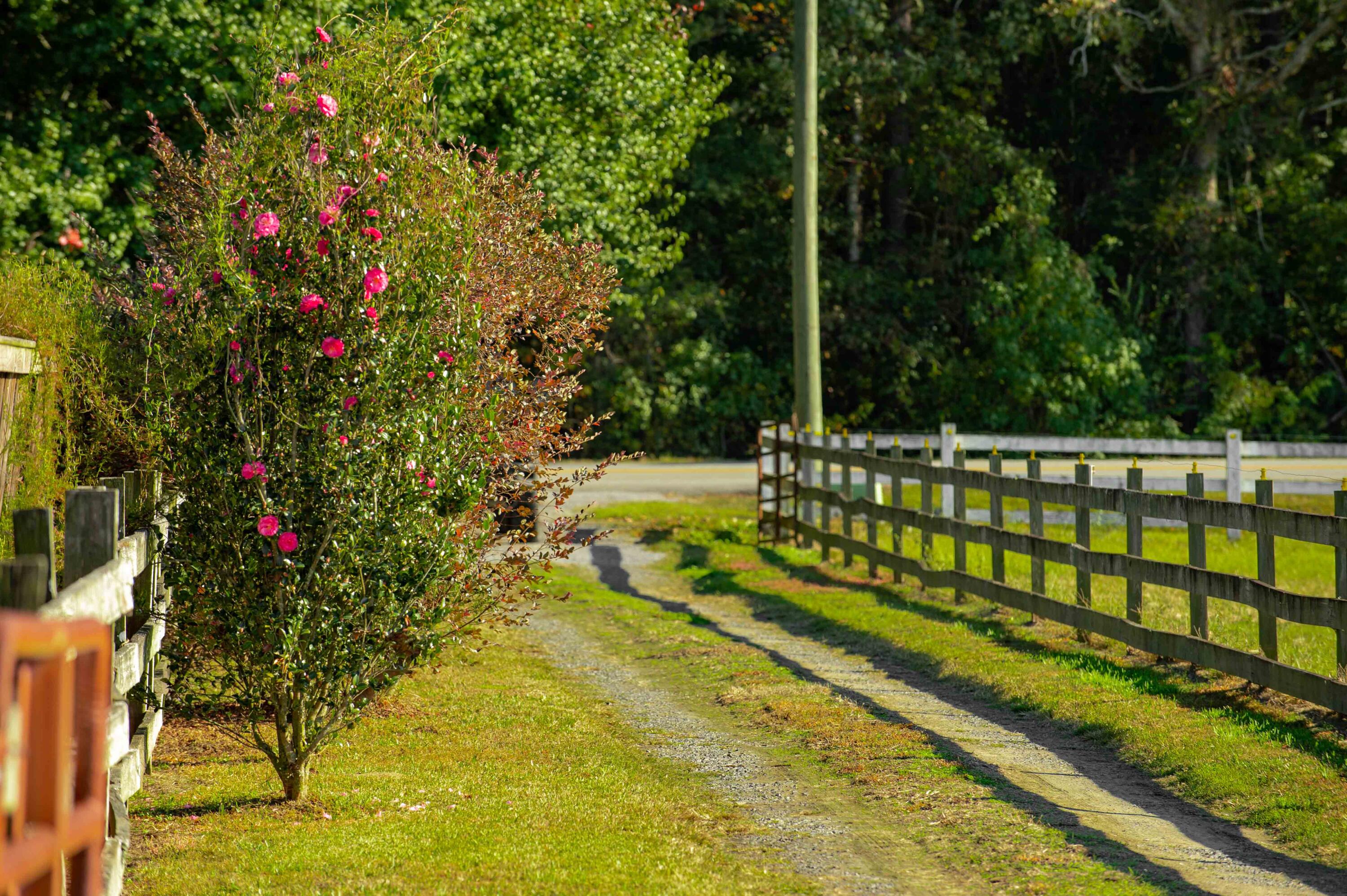 1156 State Rd S-8-376 Moncks Corner, SC 29461 - Photo 56 of 59 1156 Old Cherry Hill Rd-4