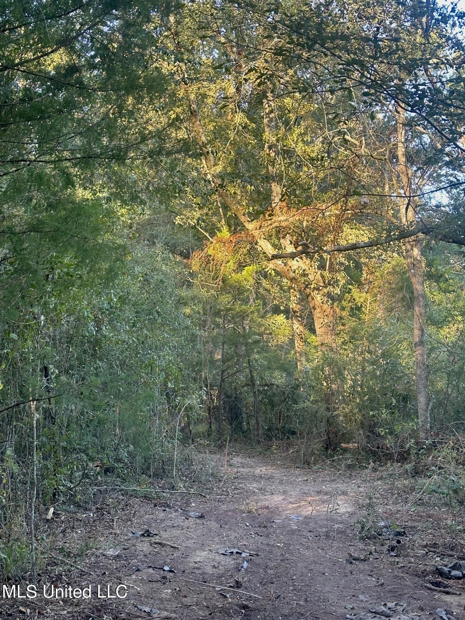 157 3 Prong Road Brandon, MS 39047 - Photo 3 of 6 IMG_6968