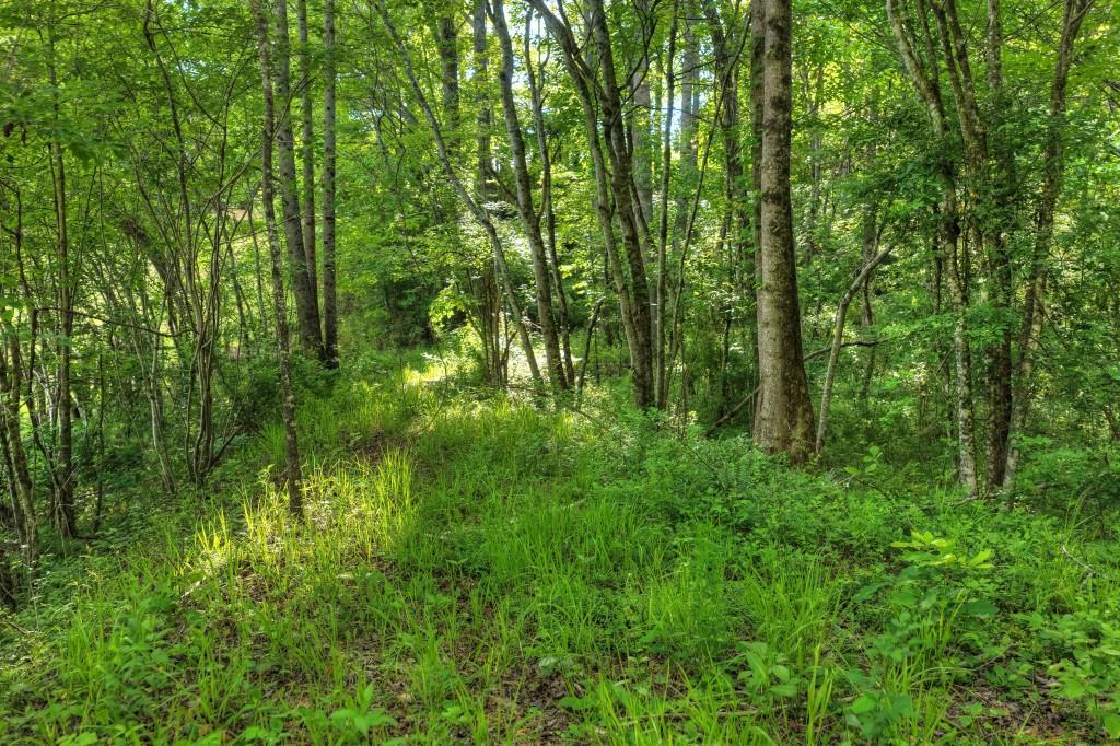 8.52 Ac Mcnelley Road Morganton, GA 30560 - Photo 22 of 47