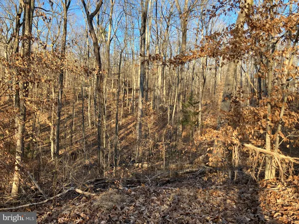 a view of a lush green forest