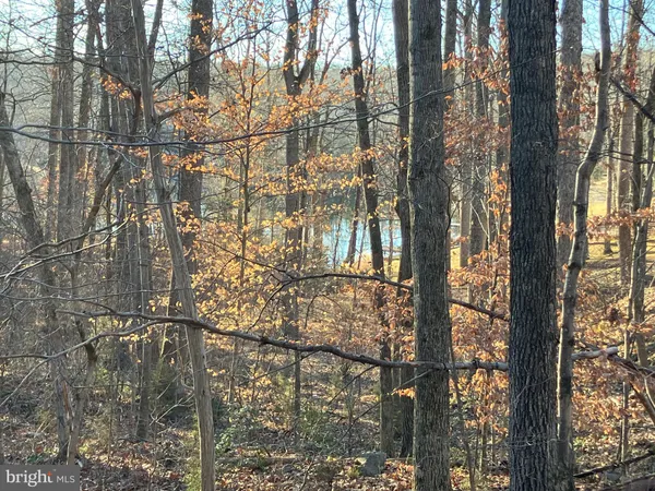 a picture of tree