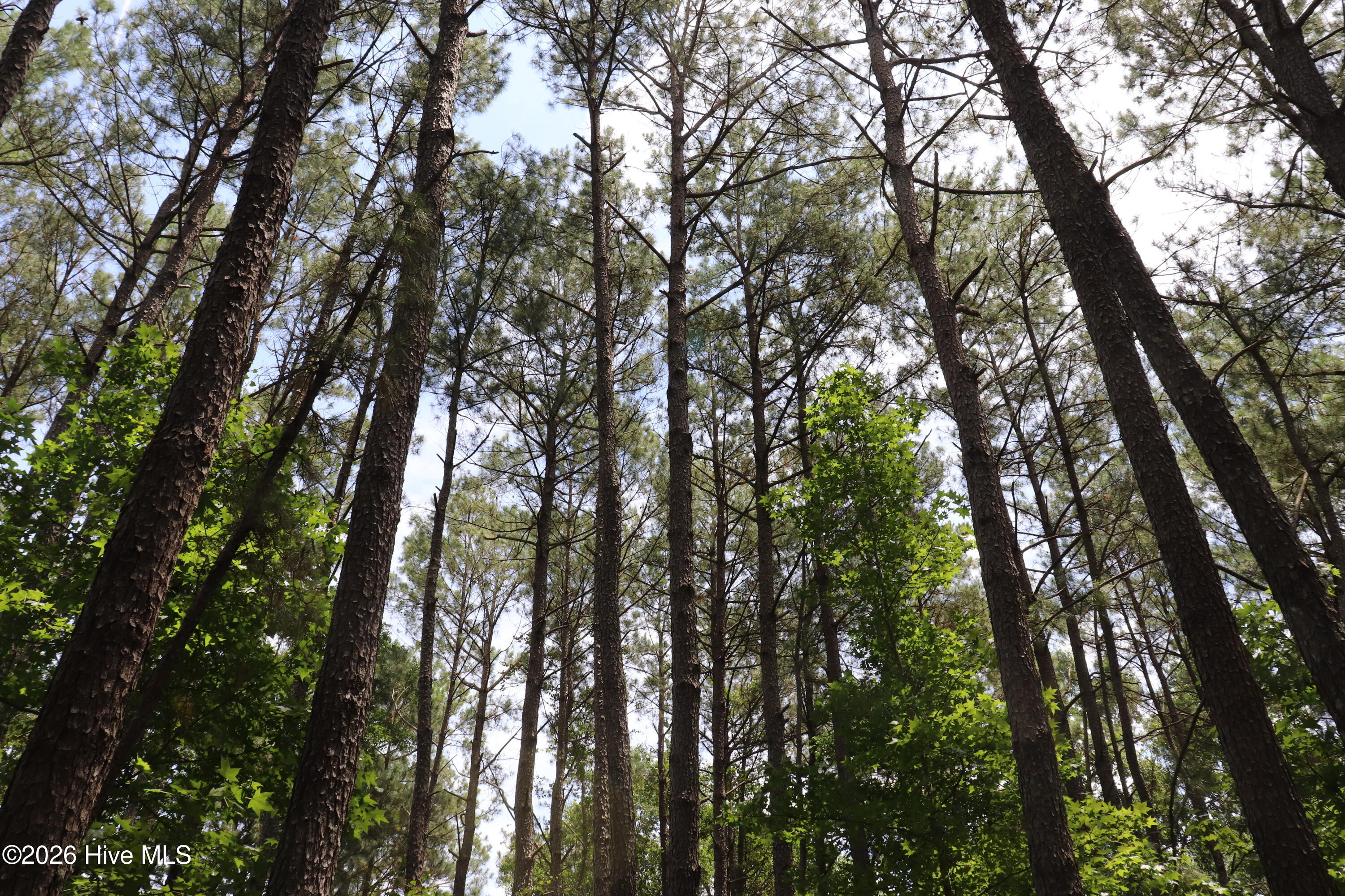 Tbd Hayne Stretch Road Roseboro, NC 28382 - Photo 18 of 31