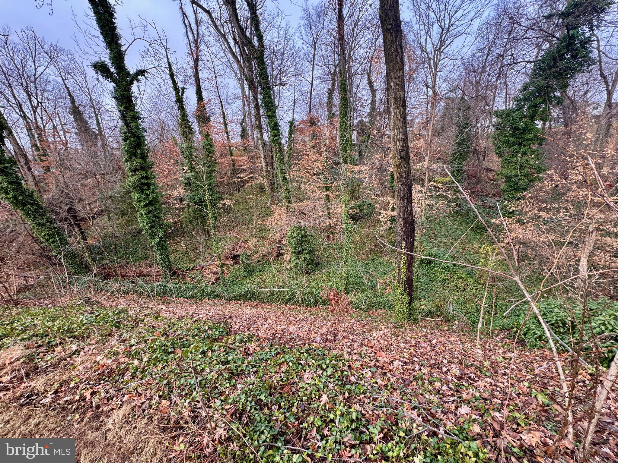 2112 Patrick Street Woodbridge, VA 22191 - Photo 15 of 65 a backyard of a house with lots of green space