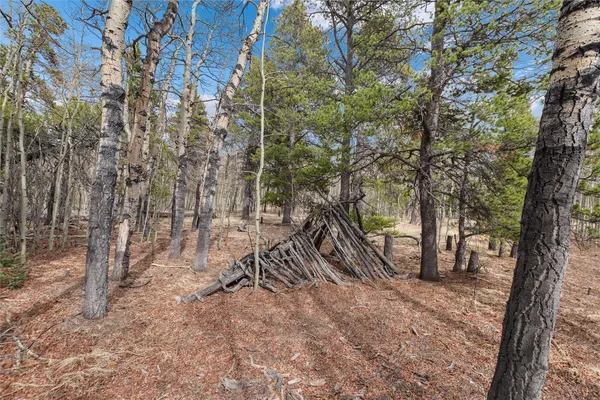 a view of a forest with trees