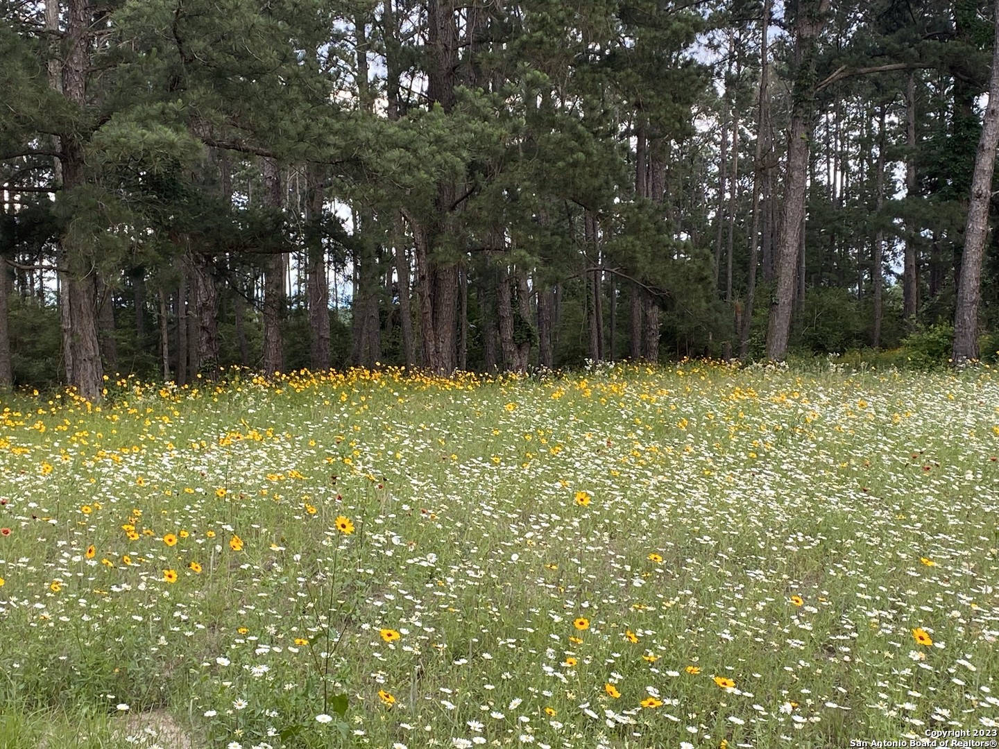 a yard with large trees