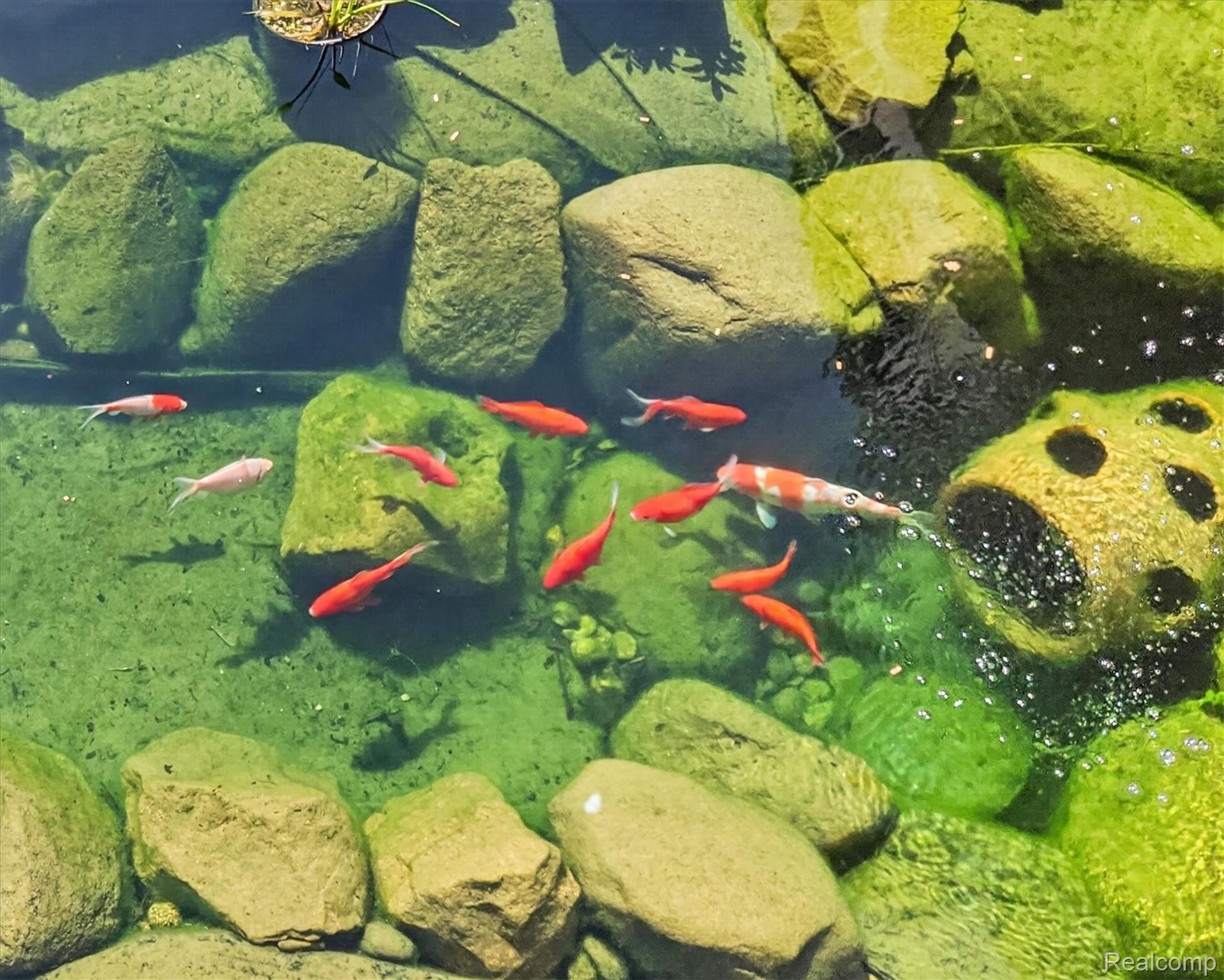 7186 East River Road Flushing, MI 48433 - Photo 35 of 47 76-7186-E-River-Rd-koi-pond-close-up.jpg