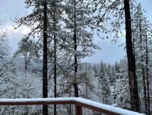 a view of a forest with a forest