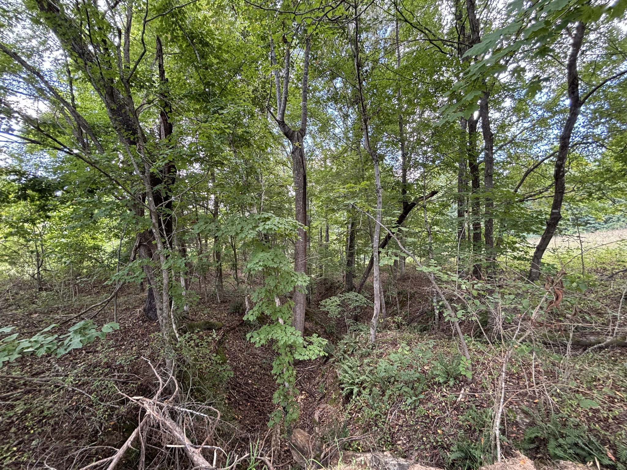 0 Highway 7 Lyles, TN 37098 - Photo 4 of 6