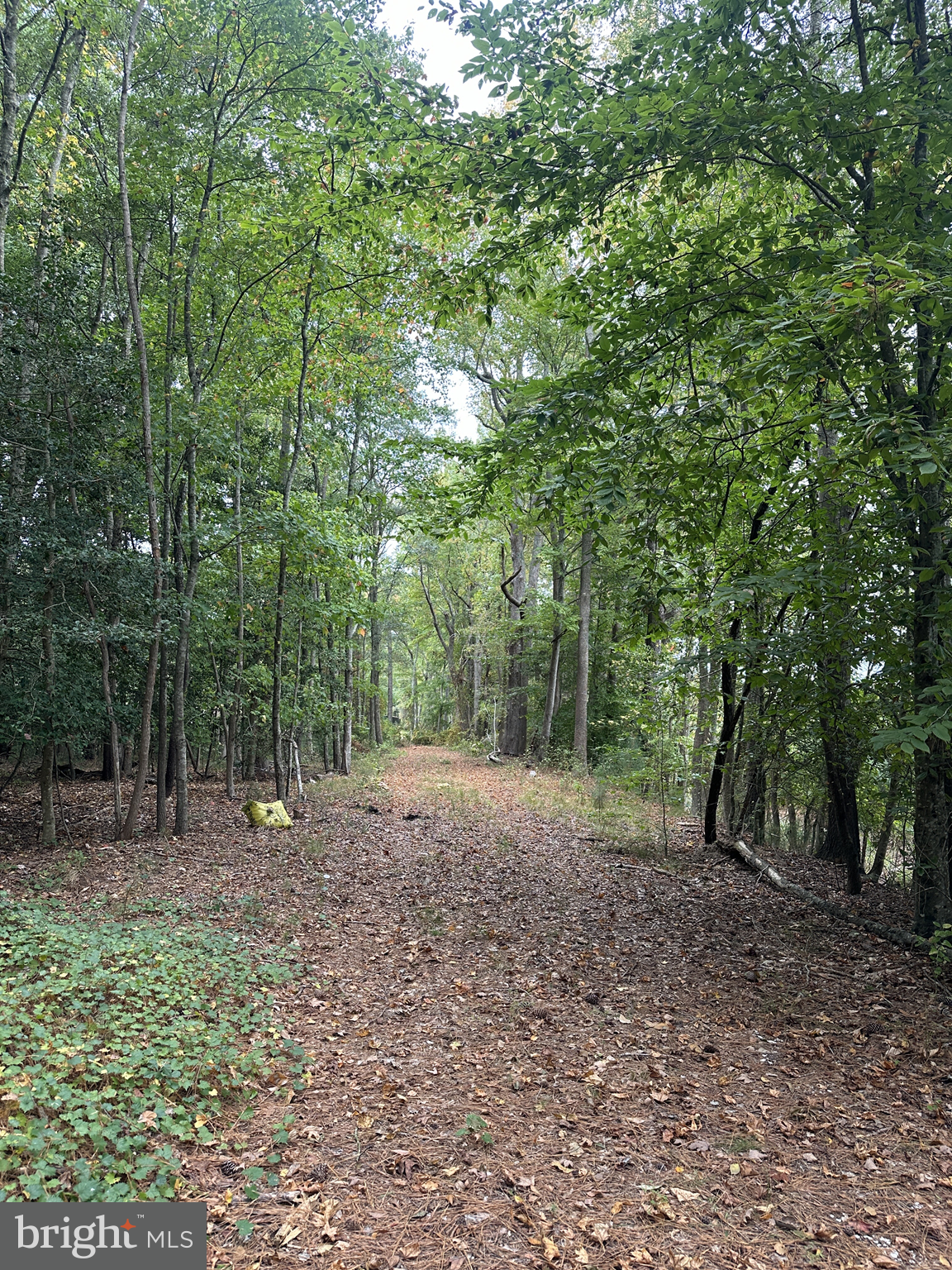 0 Burbage Road Frankford, DE 19945 - Photo 2 of 4 a view of a forest with trees in the background