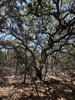 a view of tree