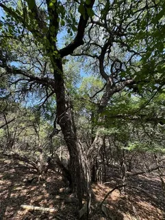 a view of a park with large trees