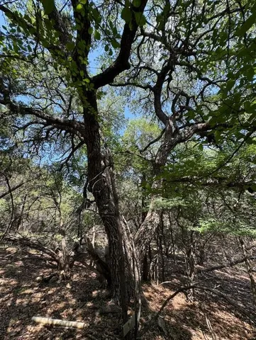 a view of a park with large trees