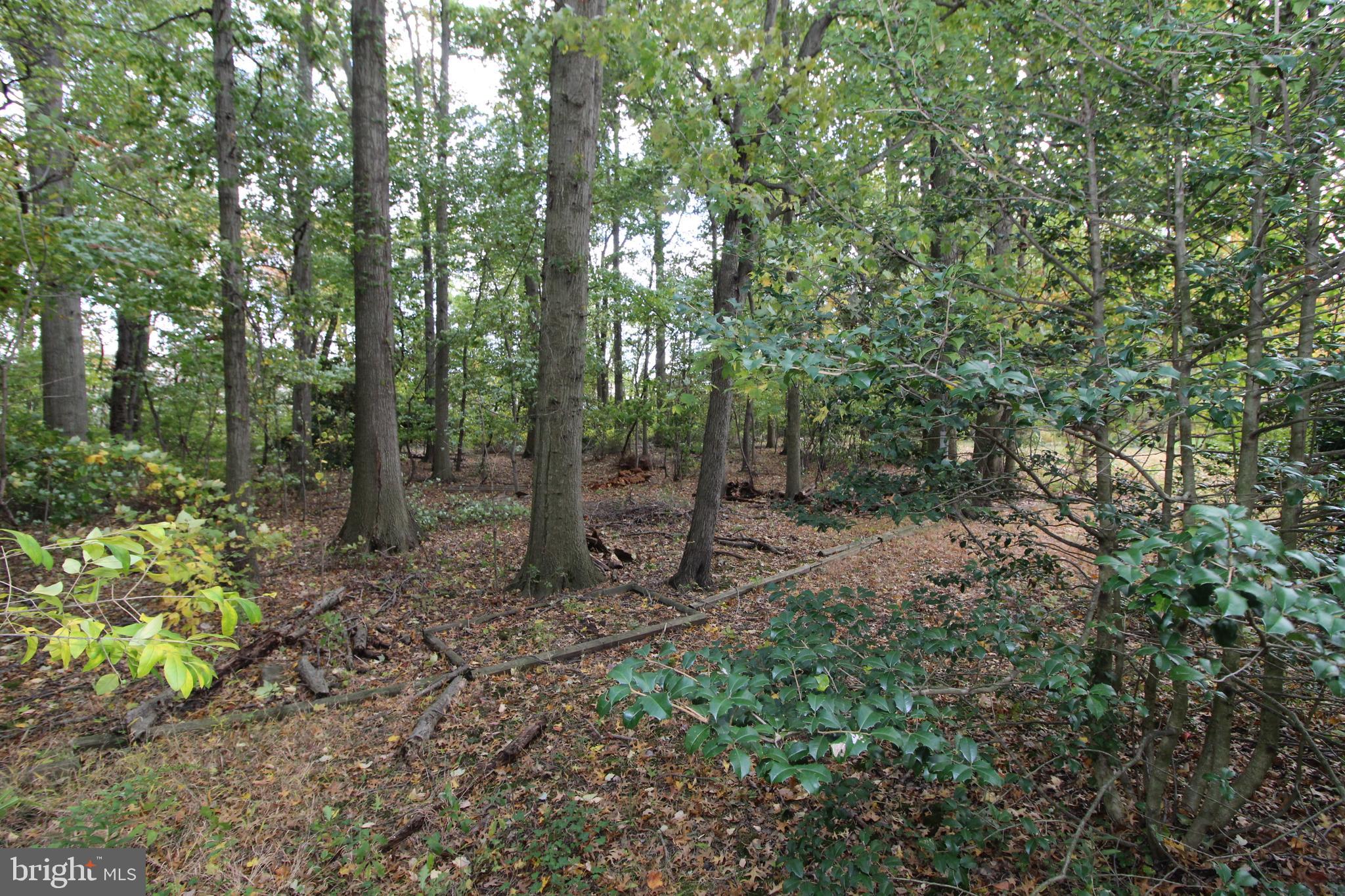 624 Halstead Road Wilmington, DE 19803 - Photo 18 of 20 Super private lot...almost a half acre!!!