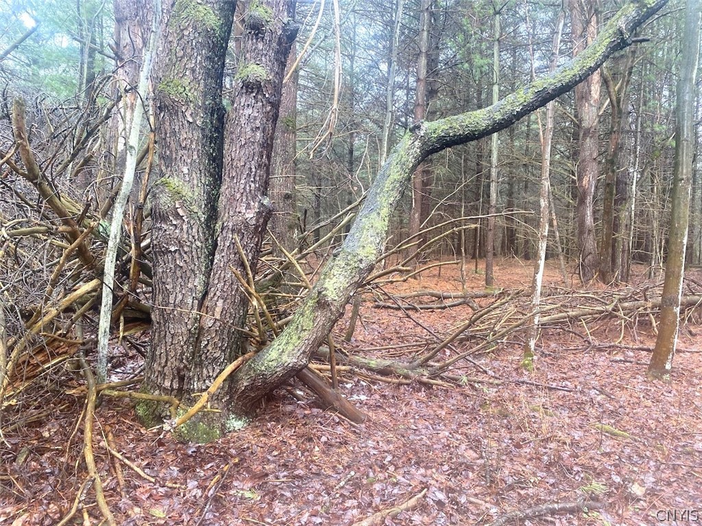 10138 Schuknecht Road Hume, NY 14735 - Photo 6 of 10