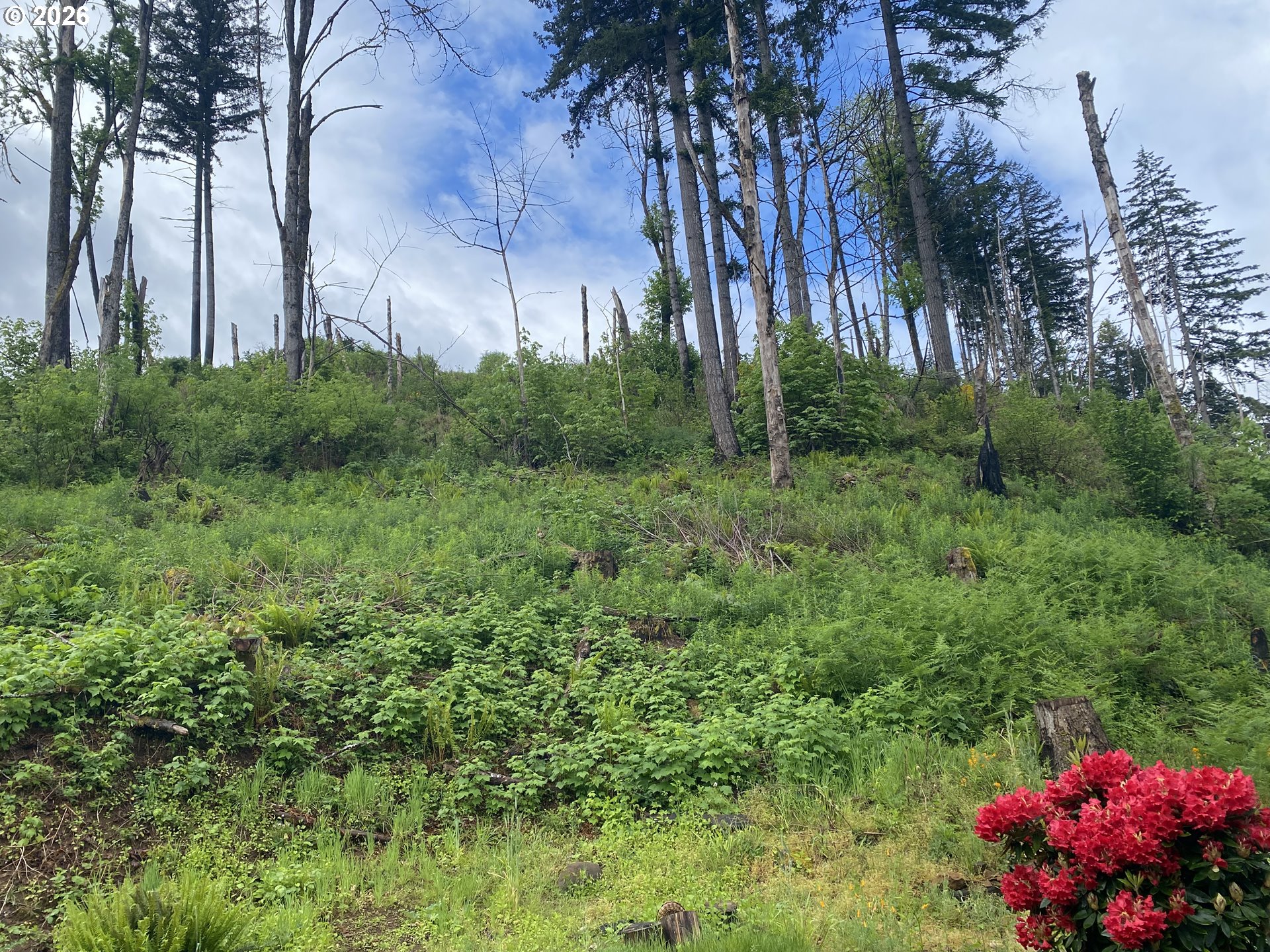 45300 Goodpasture Road Vida, OR 97488 - Photo 12 of 38