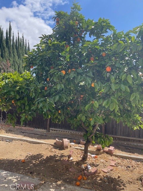 19284 Krameria Avenue Riverside, CA 92508 - Photo 12 of 26 Fruit tree