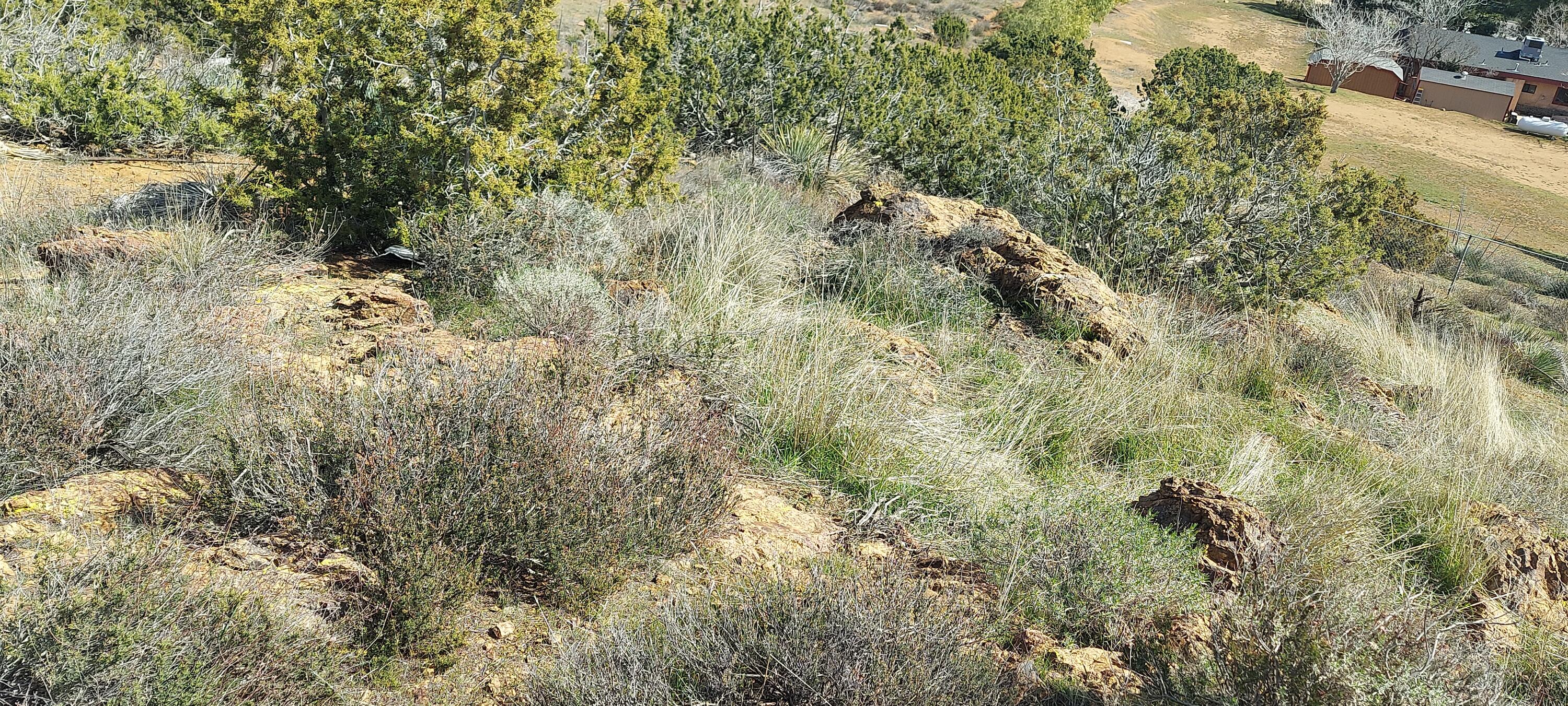 34401 Governor Mine Road Acton, CA 93510 - Photo 2 of 12 a view of a forest with a tree