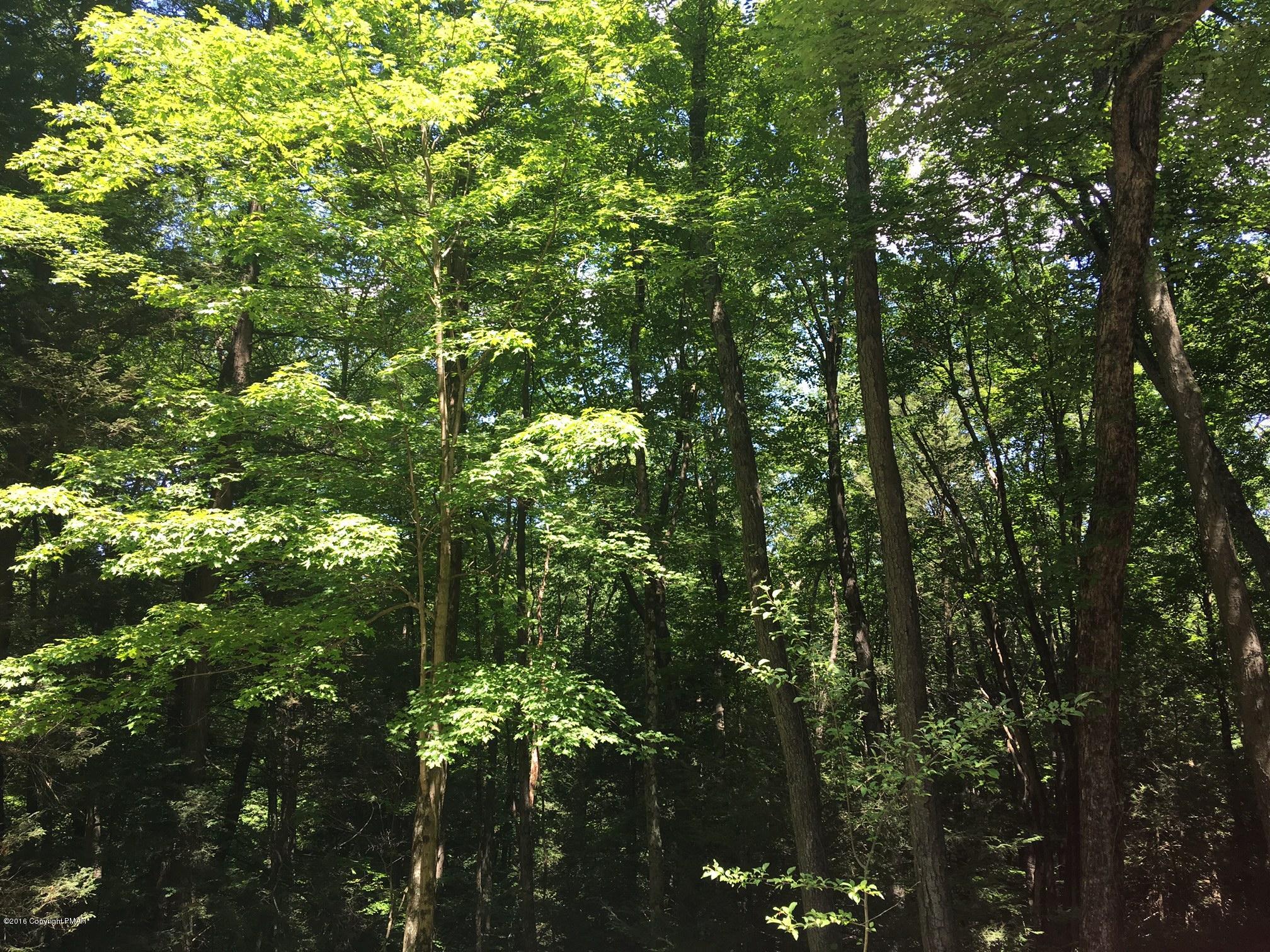 238 Quiet Valley Road Stroudsburg, PA 18360 - Photo 5 of 13 trees