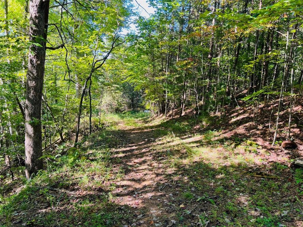 a view of a tree in a yard