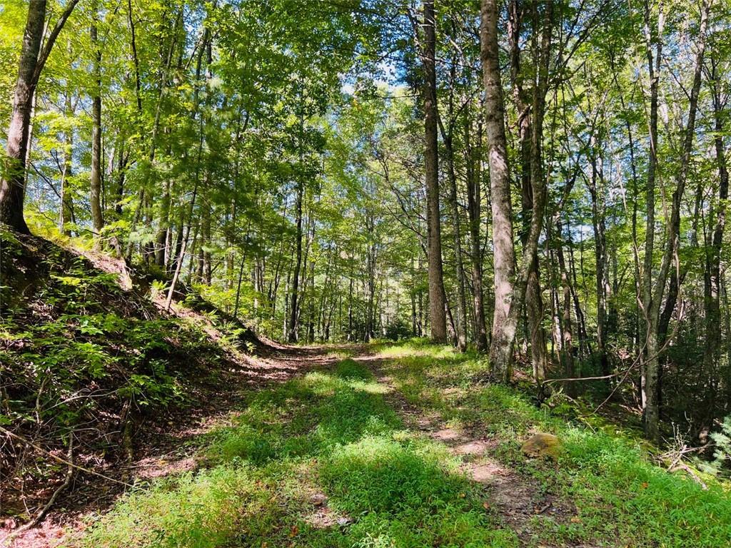 220 Maxwell Mountain Road Blue Ridge, GA 30513 - Photo 3 of 11 a view of a green field with lots of bushes
