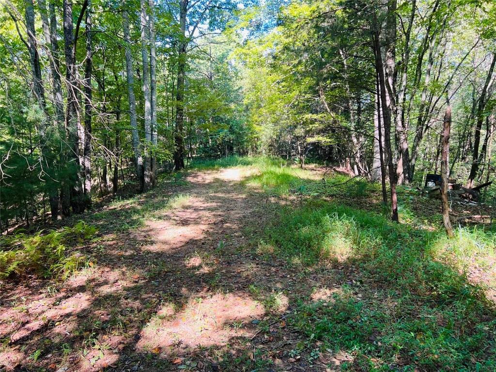 220 Maxwell Mountain Road Blue Ridge, GA 30513 - Photo 4 of 11 a view of a yard with large trees