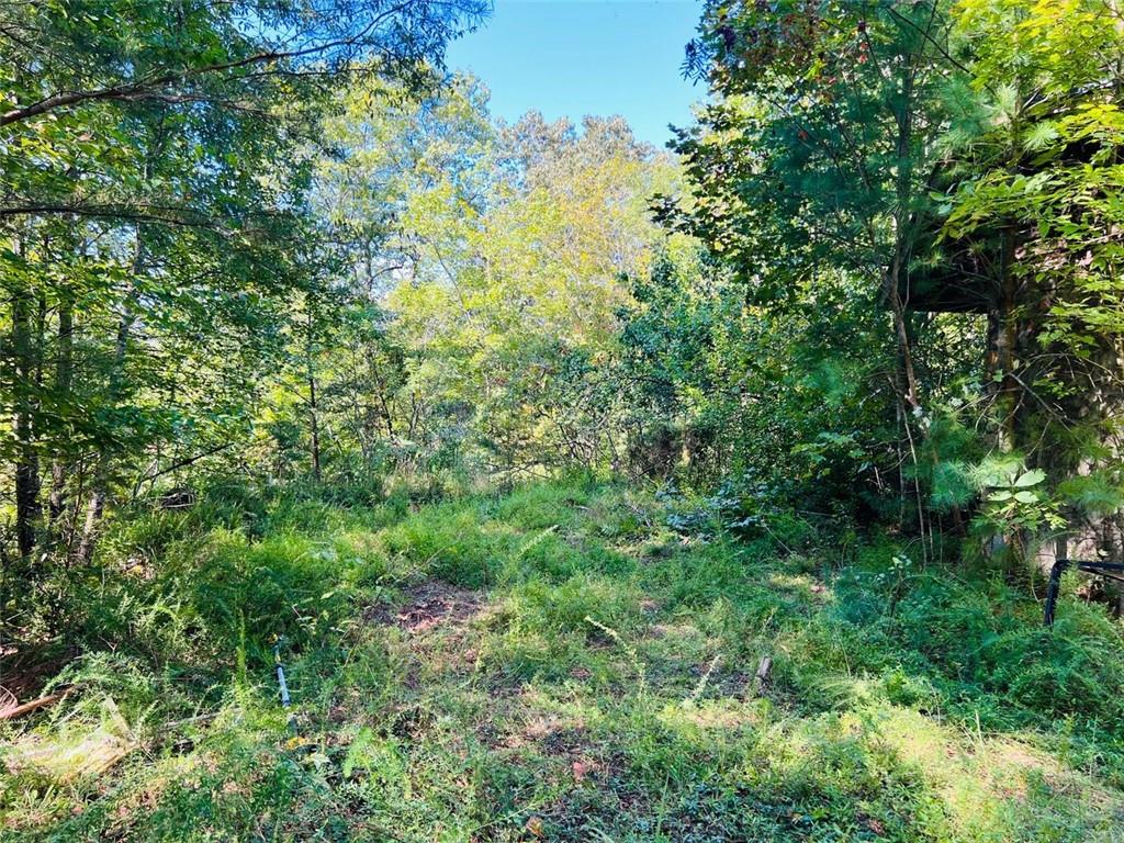 220 Maxwell Mountain Road Blue Ridge, GA 30513 - Photo 7 of 11 a view of a lush green forest