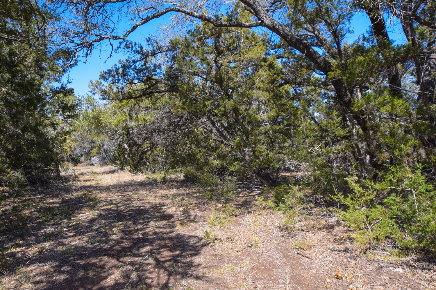370 B Kothmann Road Dripping Springs, TX 78620 - Photo 11 of 31 Stands of oaks, hardwoods, madrones and large cedar.