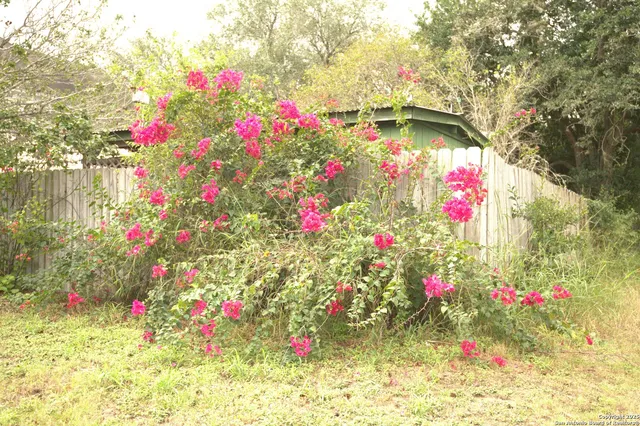 a view of a yard with a tree