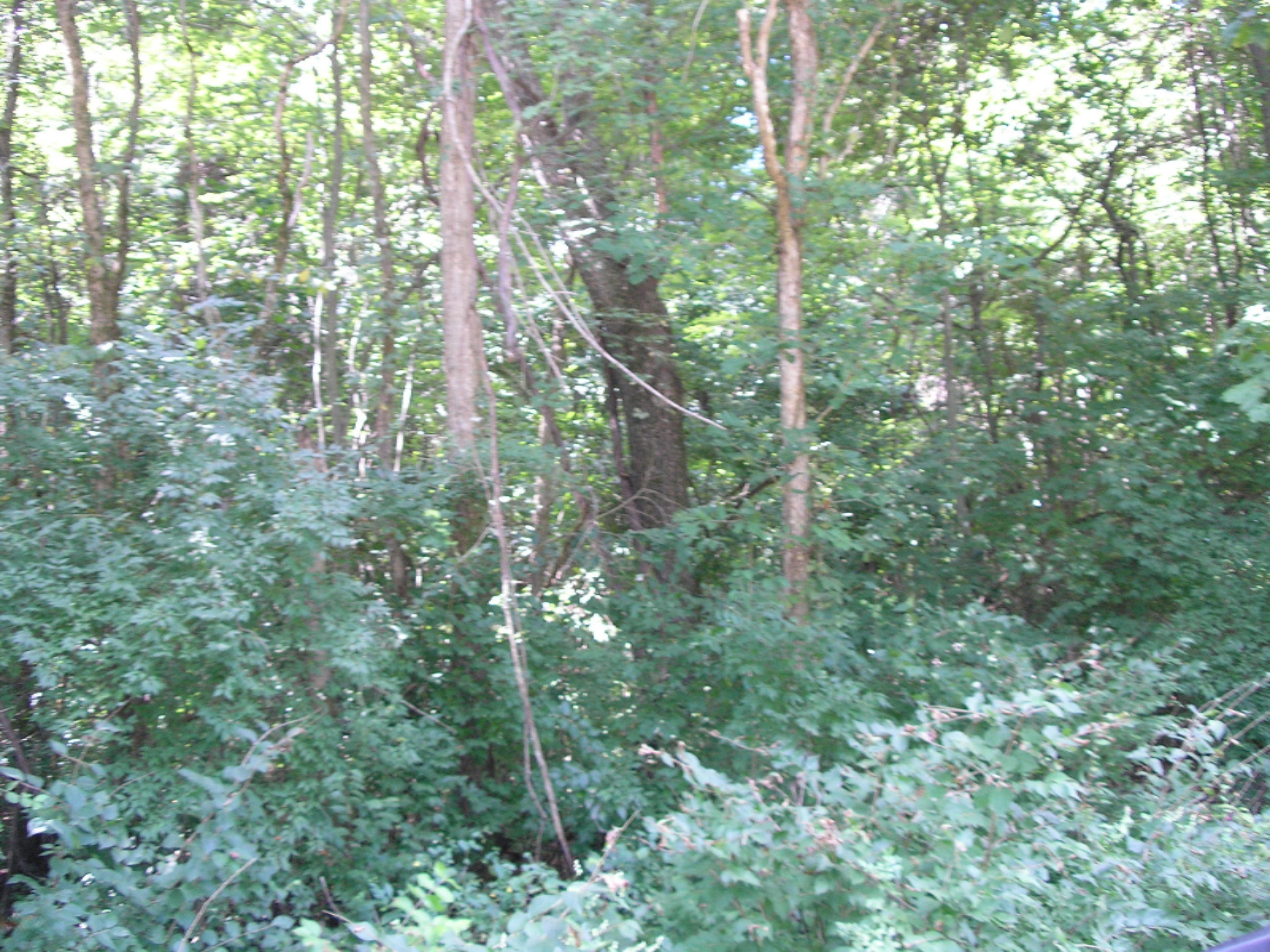 7 County Line Road Jones, MI 49061 - Photo 1 of 1 County Line & Harvey - vacant land 005
