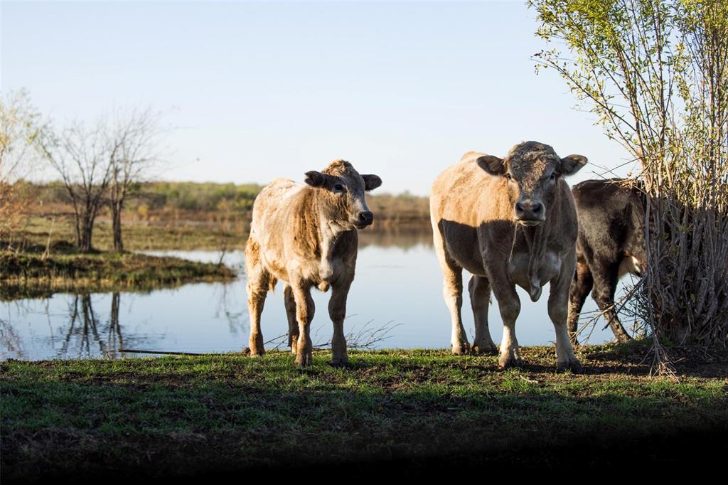 8013 Highway 34 Italy, TX 76651 - Photo 4 of 30