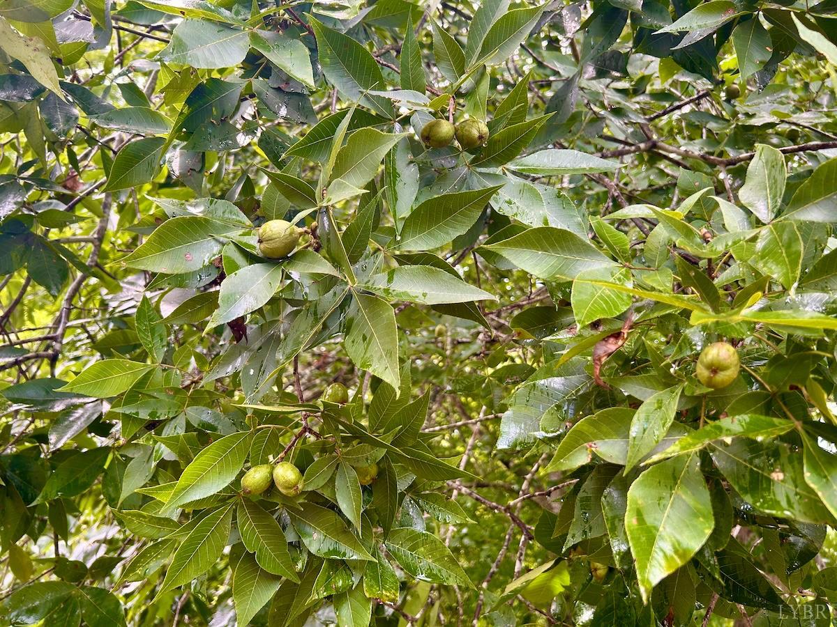 0 Stewartsville Road Vinton, VA 24179 - Photo 11 of 64